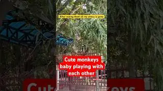 Cute monkeys baby playing with each other #monkey #cutemonkey #babymonkey