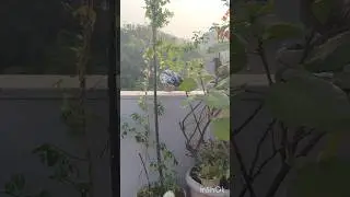 beautiful birds in my garden 🐦🐦😍#nature #garden #song #love #viral
