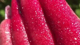 Lit Glitter | Live Swatches | Flower Power