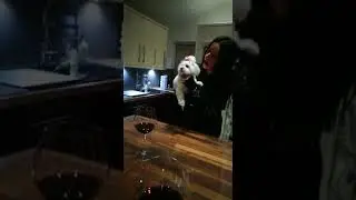 Monabella the Maltese trying to copy the talk