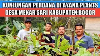 Banyak tanaman hias cantik di Ayana Plants Bogor !!!