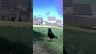 Grackle screeching