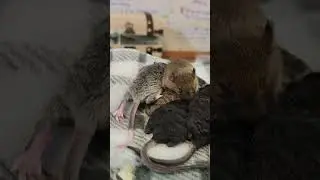 Litter Check-In: Agoutis and Texels