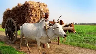 Ongole Bullock Cart Full Load Ride || Bullock Cart Heavy Load Run || Village Cow Cart | Cattle Cart