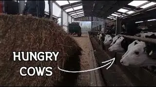 Feeding cattle with a Kubota mini digger