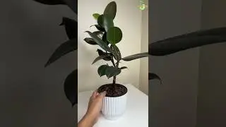 Rubber Plant Bonsai in Semi-Hydro #thegreenearth #youtubeshorts #shorts