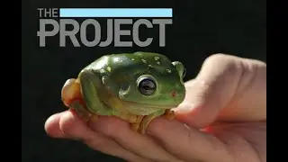 Frog ID Week 2024 on The Project with Dr Jodi Rowley