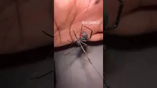 Southern Black Widow Handling ⚠️ (Do Not Try)