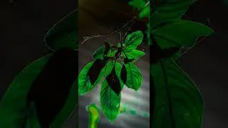cool_ pixx30#cool #edit #editing #flowers #lightroom #nature #photography #morning #viral #vn #line