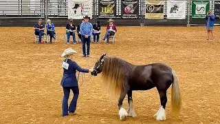 Gypsy Vanner  National - Starfire Gypsy Horses Shown at Halter