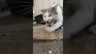 Rabies?🙀What is wrong with this cat?😿 I hope she is OK 🐾 #cats #catvideo #meow #cutecat #catlover