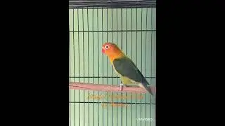The most energetic bird in my aviary. #blissful #Featheredpets #birdbreeder #lovebirds #motivated