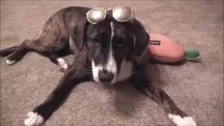 Too Tired For This Shit