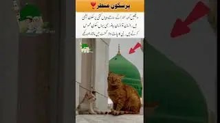 #islamicshorts Cats Sitting Calmly with Madina&rsquo;s Green Dome #Peace #Islam #Madina #Spiritual #Calm