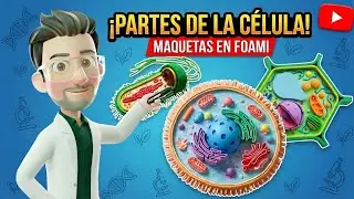 ¡Aprende las PARTES DE LA CÉLULA en Maquetas de Foami! 🧬 (Animal, Vegetal y Procariota)