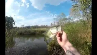 Fall bass fishing in NC
