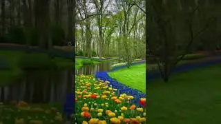 The Largest Tulip Garden in The World -🌏🌷#keukenhof #heaven #netherlands #tulip #gardenofeden #lisse