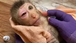 Orphan monkeys have eye pain