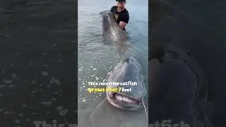 10 Deadliest River Monsters of The Amazon