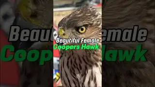 Watch As I Save A Stunning Young Female Cooper's Hawk! #shorts #animals