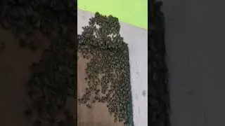 Bee 🐝🐝🐝