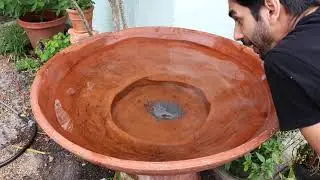 Water Garden In a Bowl