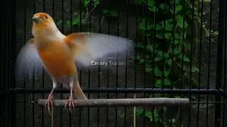 Canary Sound Therapy: Stop Boredom and Start Singing!