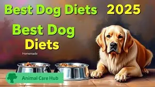 Best Diets for Dogs in 2025 | Healthy Dog Food Guide