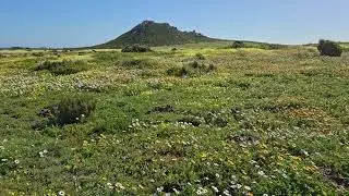Flower Season 2 Postberg, Langebaan lagoon