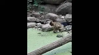 FUNNY MONKEY VIDEO COMPILATION | FUNNY CHALLENGE | #shorts #funny #monkey #2021