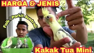 HARGA & JENIS BURUNG KAKAK TUA MINI / PARKIT AUSTRALI / FALK