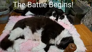 The Cat Coup!