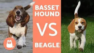 Quelles sont les principales différences entre le Beagle et le Basset Hound ?