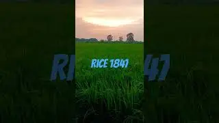New Rice Variety Pusa Basmati 1847 #ricevariety #agriculture #farming #organic#highyield #lahoririce