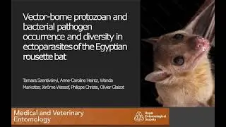 Szentivanyi et al: Exploring Bartonella Bat Parasite Disease