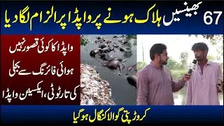 67 Buffalo Death Incident Lahore | NA News
