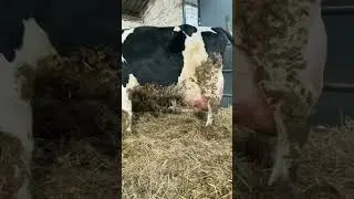 World's biggest udder cow#shortvideos #hf #trending #shorts