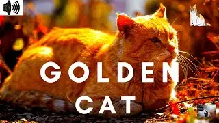 GOLDEN CAT | VOICE |TRIZZLER|