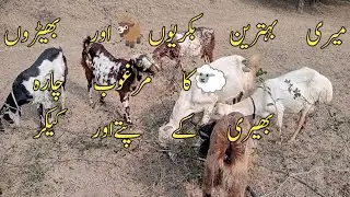 Spacial food for my 🐐 🐐 and Sheeps🐑🐑|Goats|Sheeps|Food