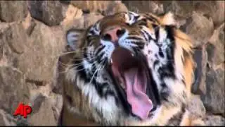 Watchdog Groups Want Ukraine Zoo Closed