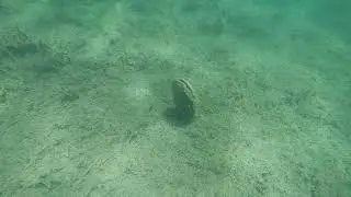 Pinna nobilis: Mass mortality event in Turkey