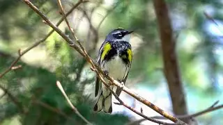 Yellow-rumped Warbler: Identification (28 April 2025)