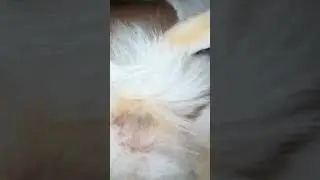 Watch skin issues vanish with this magic spray! #petspray #dog