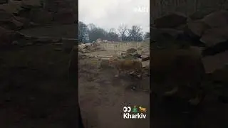 @Харьков #бродилки #431 #Kharkiv ✨️ ...самий лучший зоопарк...
