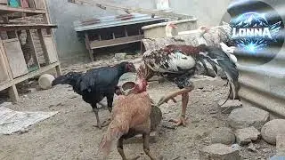 Morning Feeding Time || Chickens & Ducks Eating Together
