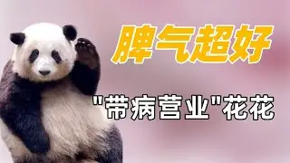 脾气超好花花：带病营业却被游客砸头，委屈落泪引无数人心疼！
