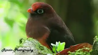 ward's Trogon