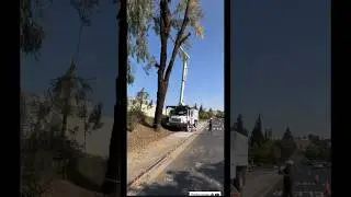 City Pruning 🌳🪢 #logging #logger #tree #palmtree #stihl #axe #arborist #pruning #fyp #viral