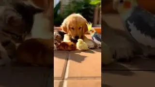 Curious eyes of pets meet small feathered wonders in the garden #Pets #Birds #Nature