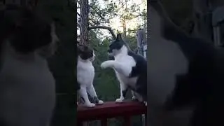 cat fighting funny videos